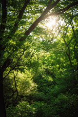 Sunlight in a Lush Green Forest,sun rays in the forest,sun rays through the forest