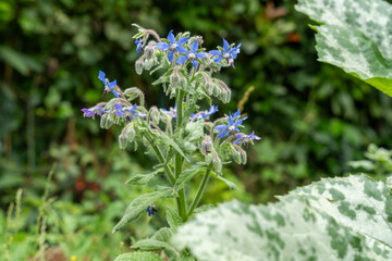 Pie grièche sur sa fleur de sureau, en train de guetter ! 