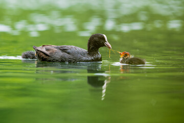 Un foulque et son petit au nourrissage sur un étang