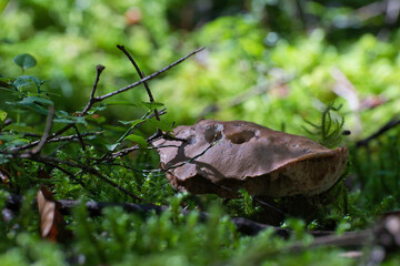 Pilz am Waldboden mit löchrigem Hut