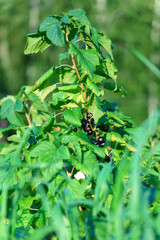 Black currant bush outdoors in rural, berry branch black currant bush in garden. Selective focus. Vertical photo