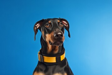 Photography in the style of pensive portraiture of a happy doberman pinscher wearing a life jacket against a sapphire blue background. With generative AI technology