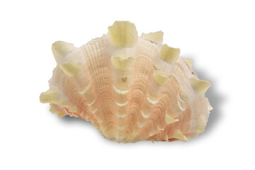 sea shell  isolated on white background. This has clipping path.