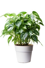 potted pothos isolated white background PNG