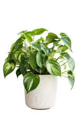 potted pothos isolated white background PNG