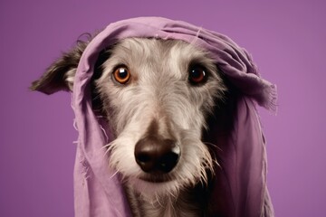 Close-up portrait photography of a tired scottish deerhound wearing a cooling bandana against a lilac purple background. With generative AI technology