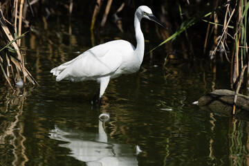 The Little Egret is a dainty and elegant wader bird. Its slender body is adorned in pure white plumage, which shine against the backdrop of wetlands and shallow waters where it's often found.