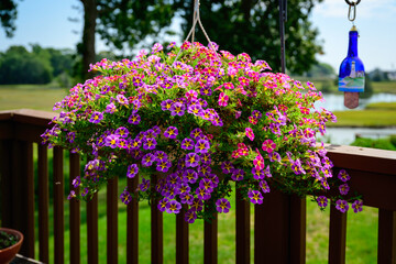 Petunia bedding plant hanging basket on balcony of patio, aka Petunioideae, Calibrachoa, or...