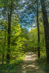 Walking trail in forest in Kamikochi national park, Kamikochi, Japan.