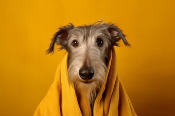 Close-up portrait photography of a cute scottish deerhound wearing a plush robe against a gold background. With generative AI technology