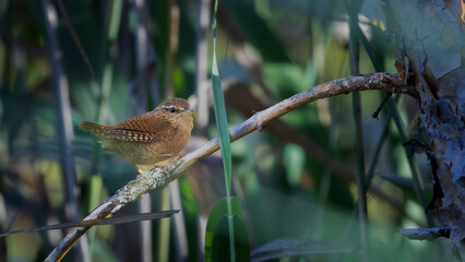 Winter Wren is the second smallest bird in Sweden.
Sings beautifully and is quick in movement