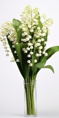 Isolated Lily-Of-The-Valley Flower Bunch on White Background. Small Spring Plant with Green Leaves in Macro Close-up View