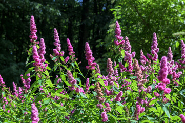Obraz premium spirea inflorescence of pink flowers.