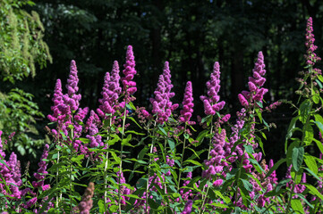 Obraz premium spirea inflorescence of pink flowers.