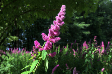 Obraz premium spirea inflorescence of pink flowers.