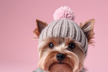 Lifestyle portrait photography of a smiling yorkshire terrier wearing a knit cap against a pastel or soft colors background. With generative AI technology