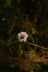 white daisy flower