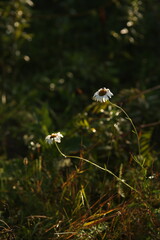 flowers in the forest