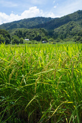 夏の田園風景 鳥取県 郡家町