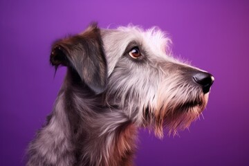 Medium shot portrait photography of a cute irish wolfhound dog wearing a jumper against a vibrant purple background. With generative AI technology