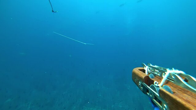 Pov of underwater hunter shooting lady fish with underwater gun. Undersea fisherman watches flock of ladyfish and shoots harpoon. Moment catching fish while spearfishing. Wide angle lens. fishing.