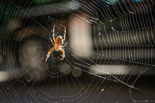 closeup photo of spider in a web with blurred background