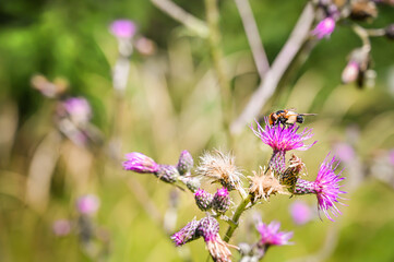 Hoverfly on a beautiful purple flower