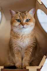 Portrait of a British Shorthair cat (Golden Chinchilla)