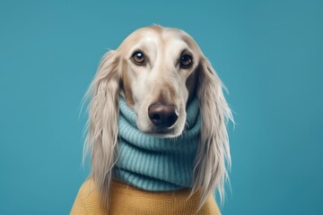 Lifestyle portrait photography of a funny afghan hound dog wearing a jumper against a turquoise blue background. With generative AI technology