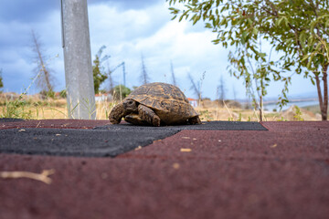Cute turtle walking in the park