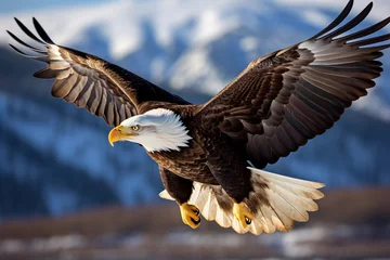 Schilderijen op glas Bald eagle flying over the skies looking for a prey © Creative Clicks