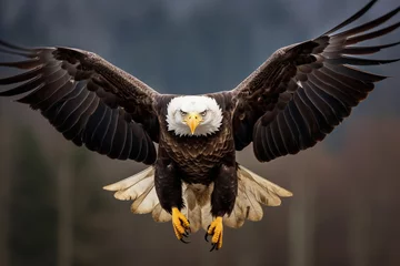 Gordijnen Bald eagle flying over the skies looking for a prey © Creative Clicks