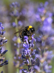 Close up macro side view of a bumble bee sitting at the top of a lavender flower sucking nectar
