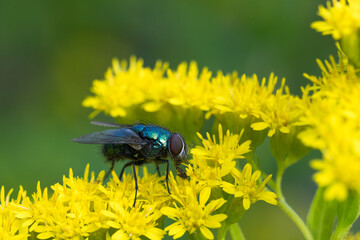 Green bottle fly full of pollen sitting in a yellow goldenrod flower