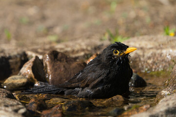 Side view of cute wet european blackbird male in a natural looking bird bath
