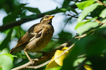 Bird posing sitting on a branch
