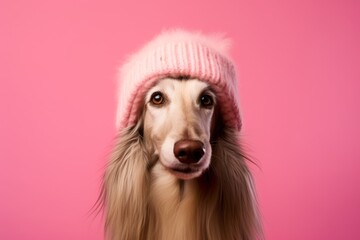 Lifestyle portrait photography of a smiling afghan hound dog wearing a winter hat against a peachy pink background. With generative AI technology
