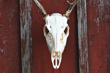 Young Buck Skull with old Barn-Wood Background 