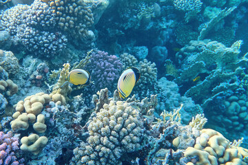 Sea corals through the eyes of a photographer