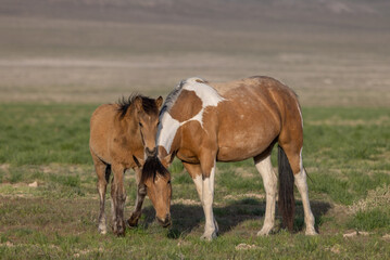 Obraz na płótnie Canvas Wild Horse Mare and Foal in Spring in the Utah Desert