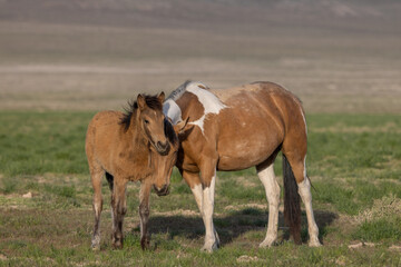Naklejka na ściany i meble Wild Horse Mare and Foal in Spring in the Utah Desert