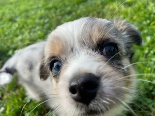 Sweet Puppy Chihuahua Merle close to the Camera with different eye colour