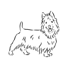 Decorative outline portrait of Dog Australian Terrier, vector