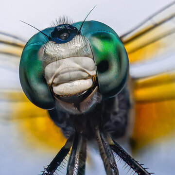 Dragonfly macro photography extreme close-up of the dragonfly head