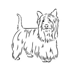 Decorative outline portrait of Dog Australian Terrier, vector