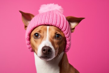Close-up portrait photography of a happy basenji dog wearing a knit cap against a hot pink background. With generative AI technology