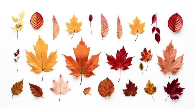 Vibrant autumn colors leap off the crisp white background.