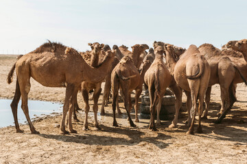 Camels in Uzbekistan