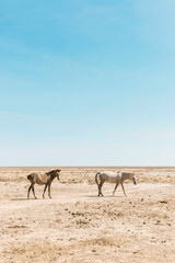 Wild horses in Karakalpakstan, Uzbekistan
