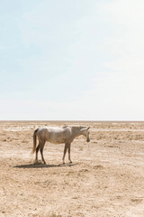 Fototapeta na wymiar wild horses in uzbekistan
